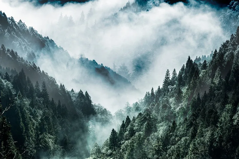 Canvastavla MistyForest - 80x120 cm - Inredning - Tavlor & konst - Canvastavlor