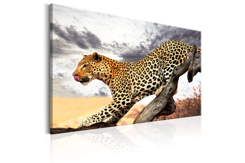 Tavla Predatory Stare 120x80 - Artgeist sp. z o. o. - Inredning - Tavlor & konst - Canvastavlor