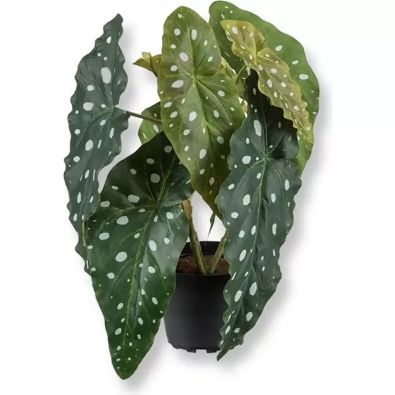 Forell begonia konstväxt - grön - Inredning - Konstgjorda växter & plastväxter